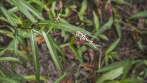 Persicaria minor