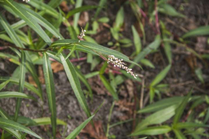 Persicaria minor