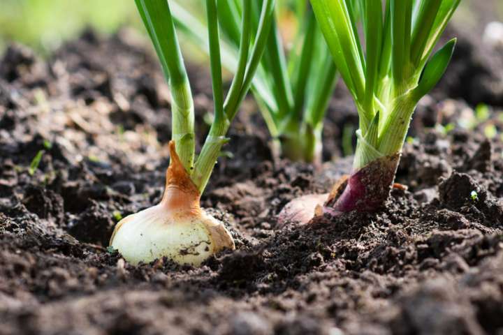 Les vertus médicinales de l'oignon- Plantes et Santé