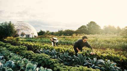 Produire plus et mieux nos légumes