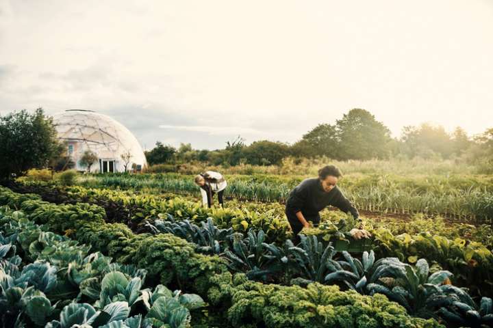 Produire plus et mieux nos légumes