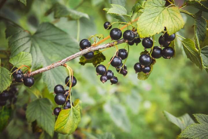 Feuilles de cassis - Une alternative aux corticoïdes- Plantes et Santé