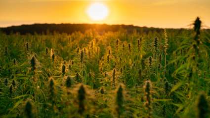 Le cannabis, cultiver l'accès au sacré