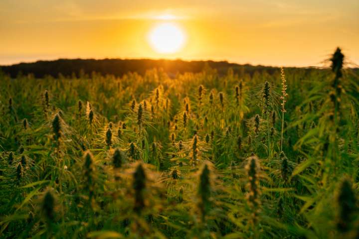 Le cannabis, cultiver l'accès au sacré