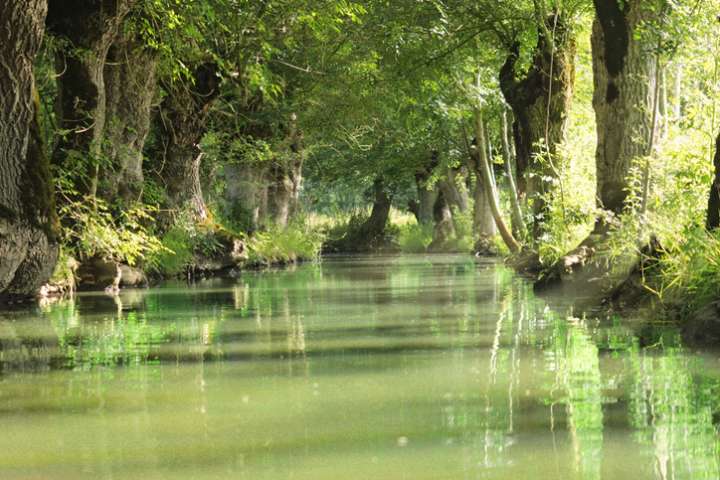 Comment les plantes ont appris à vivre loin de l'eau