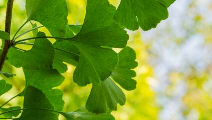 Ginkgo biloba