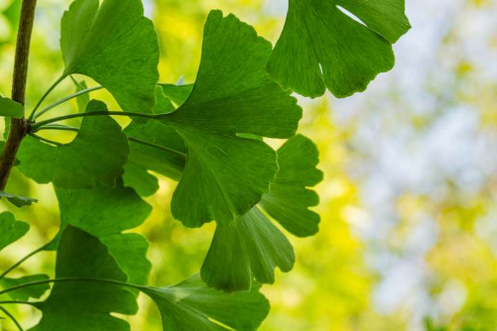 Ginkgo biloba