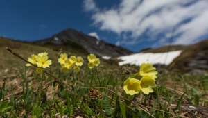 Dionysia tapetodes, 