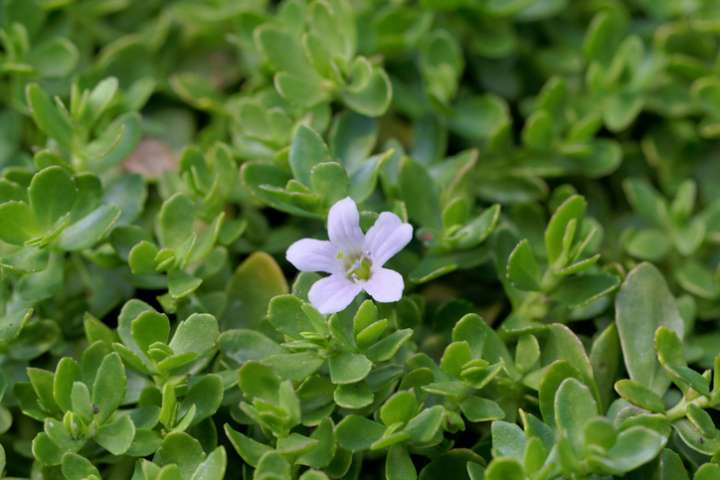 Dopez votre cerveau avec des plantes