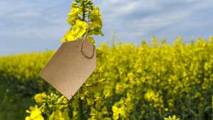 De nouveaux OGM dans nos champs illégalement