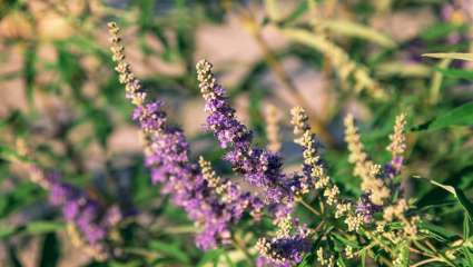 Gattilier (Vitex agnus castus)