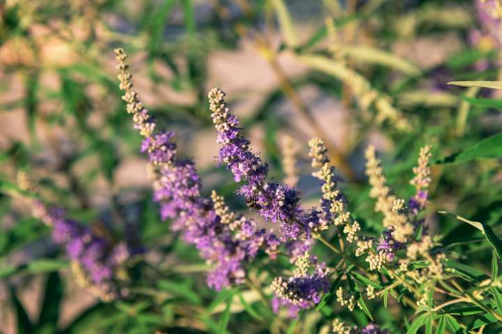 Gattilier (Vitex agnus castus)