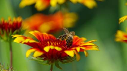 Néonicotinoïdes, les pesticides tueurs d'abeilles encore là pour quelques mois