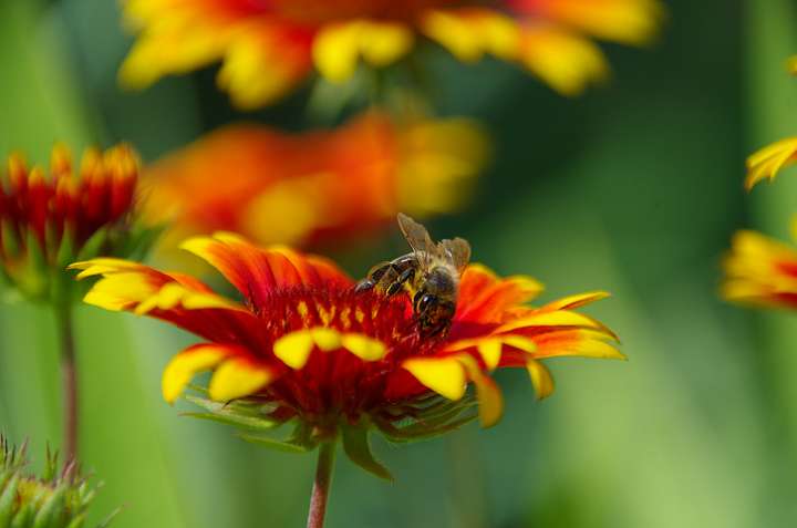 Néonicotinoïdes, les pesticides tueurs d'abeilles encore là pour quelques mois