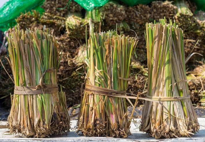 L'huile essentielle de vétiver, anxiolytique et relaxante- Plantes et Santé