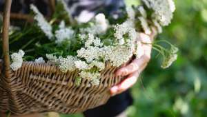 L'achillée (Achillea) - Une plante hémostatique