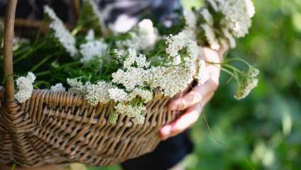 L'achillée (Achillea) - Une plante hémostatique