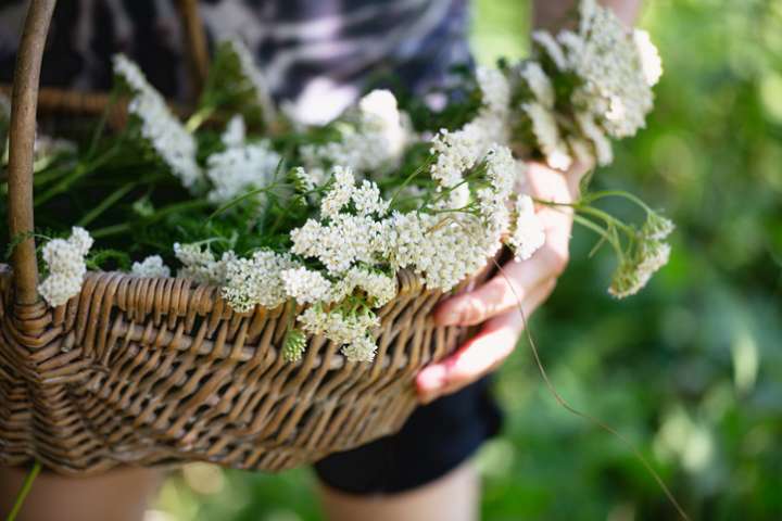 L'achillée (Achillea) - Une plante hémostatique