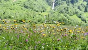 Biodiversité,  j'écris ton nom