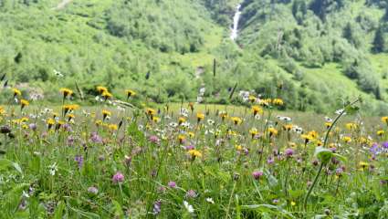 Biodiversité,  j'écris ton nom