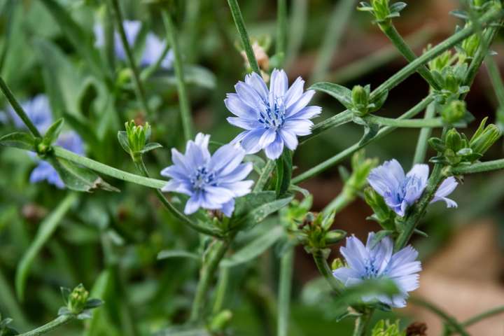 Jardin : la chicorée sauvage, une salade toute saison 