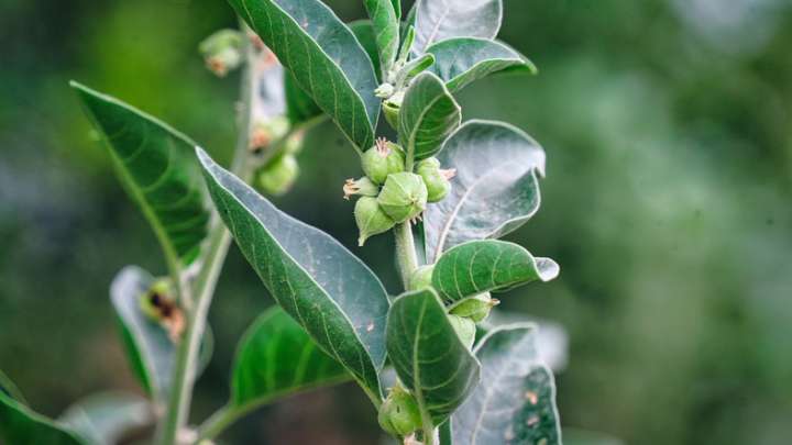 L'ashwagandha améliore la libido des femmes