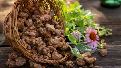 La propolis pour protégerle foie