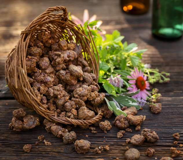 La propolis pour protégerle foie