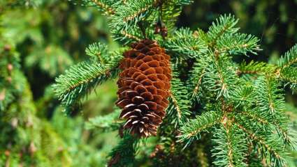 Soutenir les glandes surrénales avec les plantes et les huiles essentielles