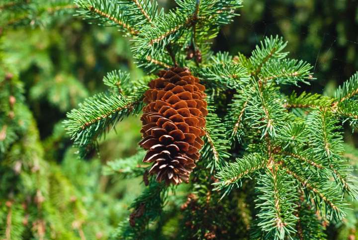 Soutenir les glandes surrénales avec les plantes et les huiles essentielles