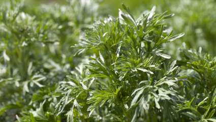 Armoise, la mère des plantes