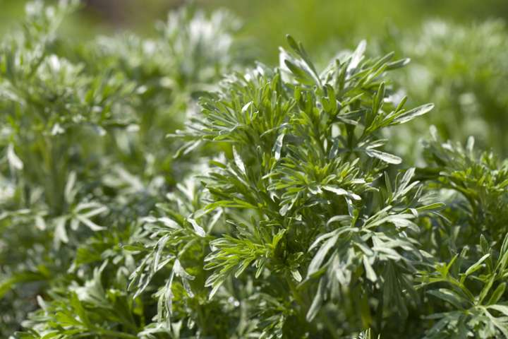 Armoise, la mère des plantes