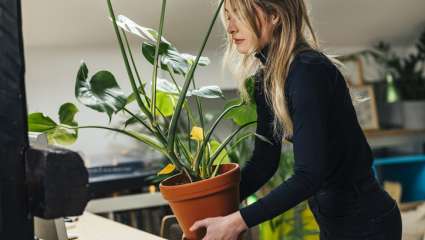 Se mettre au rangement grâce aux élixirs floraux