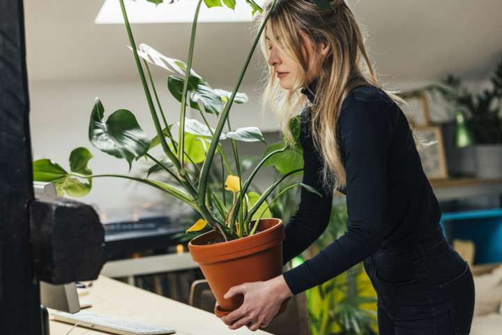 Se mettre au rangement grâce aux élixirs floraux