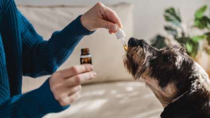 L'ANSES va évaluer les risques et avantages de certaines plantes en soins vétérinaires