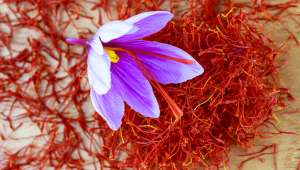 Safran (Crocus sativus)