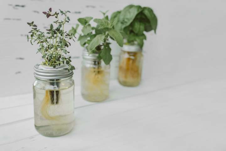 De l'intérêt de fermenter les plantes médicinales