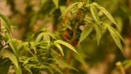 Feu vert pour la culture du cannabis en France