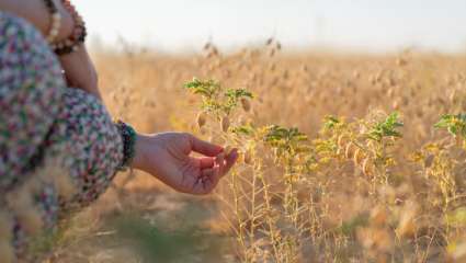 Cultiver des pois chiches pour la fertilité des sols