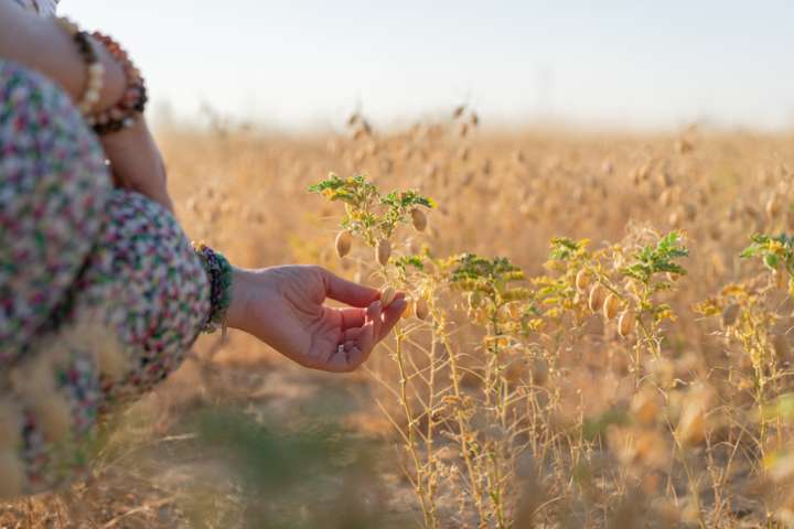 Cultiver des pois chiches pour la fertilité des sols