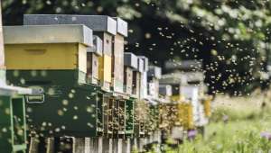 Apithérapie : l'air des ruches pour nos poumons