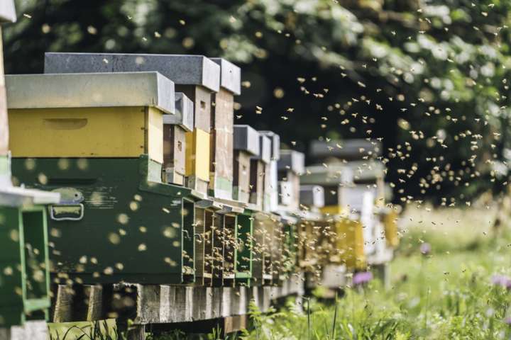 Apithérapie : l'air des ruches pour nos poumons