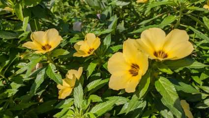 Cultiver son désir avec les plantes et les huiles essentielles