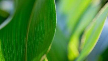 Combattre les pellicules avec les plantes