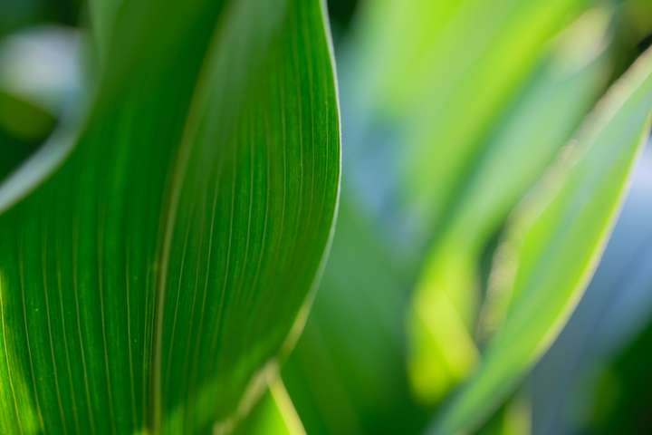 Combattre les pellicules avec les plantes