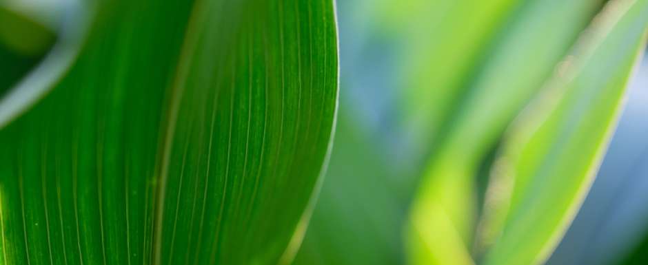 Combattre les pellicules avec les plantes