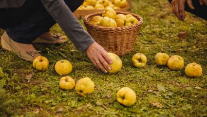 Le coing s'apprécie  en fruit et en légume