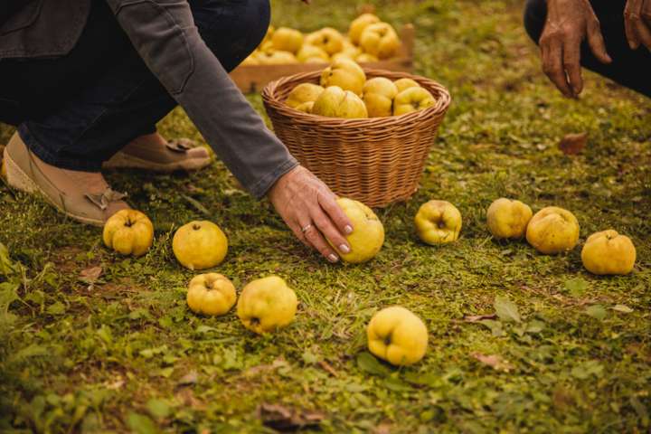 Le coing s'apprécie  en fruit et en légume