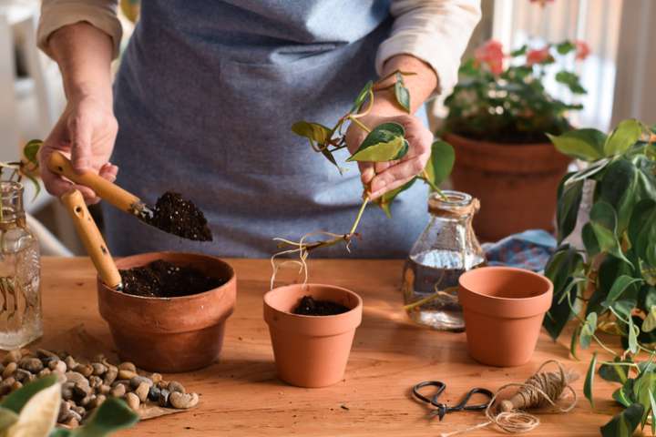 Bouturer ses plantes d'intérieur : les astuces pour créer une jungle chez soi