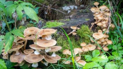 Des champignons pour nourrir face à la surpopulation ?